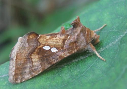 Réf. 304 870 : Chrysodeixis chalcites